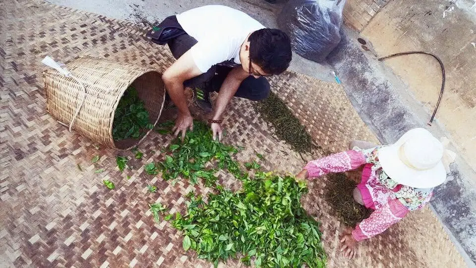 竹蓆上攤開的新鮮茶菁