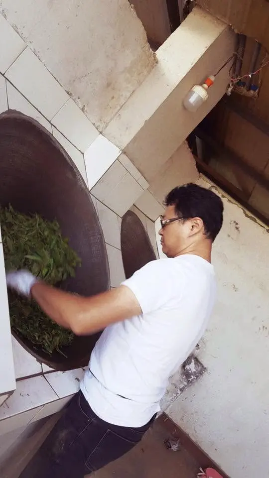 鍋前翻炒茶菁的製茶過程